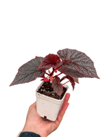 Pembe Benekli Begonya - Begonia U062