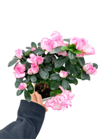 Pembe Çiçekli Açelya Bitkisi Azalea