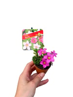 Pembe Çiçekli Mini Oxalis Shorty