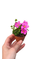 Pembe Çiçekli Mini Oxalis Shorty