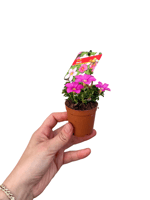 Pembe Çiçekli Mini Oxalis Shorty