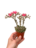 Pembe Çiçekli Sukulent Graptopetalum Bellum