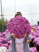 Pembe Kasımpatı XXL