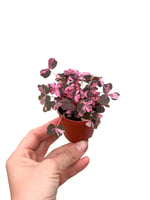 Pembe Mini Yapraklı Oxalis Vulcanicola 'Plum Crazy'