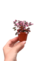 Pembe Mini Yapraklı Oxalis Vulcanicola 'Plum Crazy'