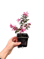 Pembe Rüya Çiçeği Loropetalum (Chinense Rubrum)