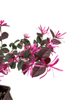 Pembe Rüya Çiçeği Loropetalum (Chinense Rubrum)