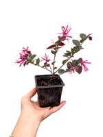 Pembe Rüya Çiçeği Loropetalum (Chinense Rubrum)