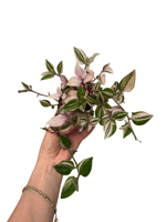 Pembe Telgraf Çiçeği Tradescantia Fluminensis 'Tricolor'