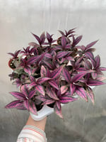 Pers Kalkanı Çiçeği Mor Yapraklı (Strobilanthes Dyerianus)
