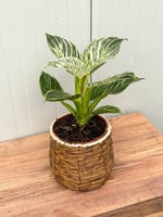 Philodendron Birkin
