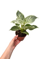 Philodendron Birkin