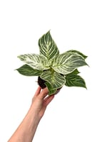 Philodendron Birkin