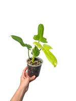 Philodendron Golden Violin