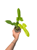Philodendron Golden Violin