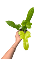 Philodendron Golden Violin