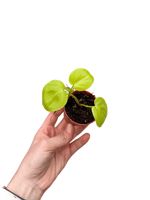 Philodendron Lemon Lime Mini Boy Sarı Salon Sarmaşığı