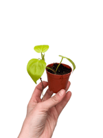 Philodendron Lemon Lime Mini Boy Sarı Salon Sarmaşığı