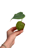 Philodendron Majestic