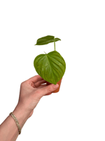 Philodendron Majestic