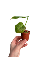 Philodendron Majestic