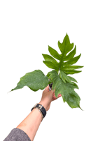 Philodendron Mayoi