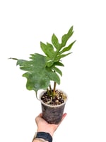 Philodendron Mayoi