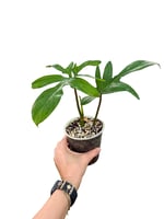 Philodendron Pedatum