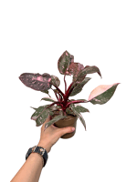 Philodendron Pink Princess