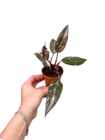 Philodendron Pink Princess 'Marble Queen'