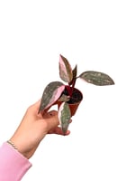 Philodendron Pink Princess 'Marble Queen'