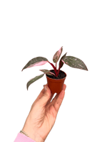 Philodendron Pink Princess 'Marble Queen'