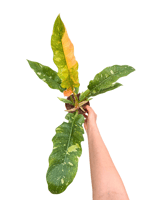 Philodendron 'Ring of Fire' Variegated Özel Tür