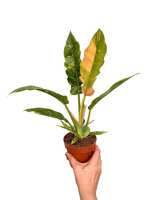 Philodendron 'Ring of Fire' Variegated Özel Tür