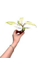Philodendron 'Snowdrift'