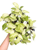 Philodendron 'Snowdrift'
