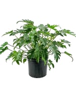Philodendron Xanadu