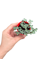 Pilea Glauca – Silver Sparkles Gümüşi Arap Saçı