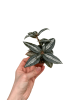 Pilea Spruceana 'Silver Tree'