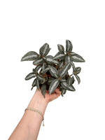 Pilea Spruceana 'Silver Tree'