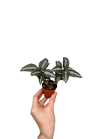 Pilea Spruceana 'Silver Tree'