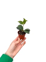 Sarı Ruj Çiçeği Mini Boy - Aeschynanthus Marmoratus