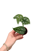 Satin Pothos (Scindapsus Pictus) Gümüş Yapraklı Salon Sarmaşığı