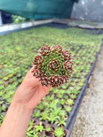 Sempervivum Sukulent