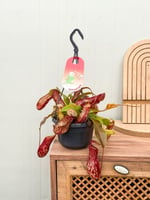 Sinekkapan - Nepenthes Alata