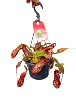 Sinekkapan - Nepenthes Alata