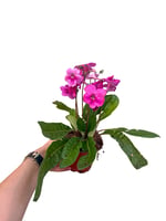 Streptocarpus Pembe Çiçekli Menekşe