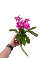 Streptocarpus Pembe Çiçekli Menekşe