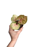 Syngonium Strawberry Ice