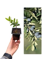 Zeytin Fidanı Ağacı
